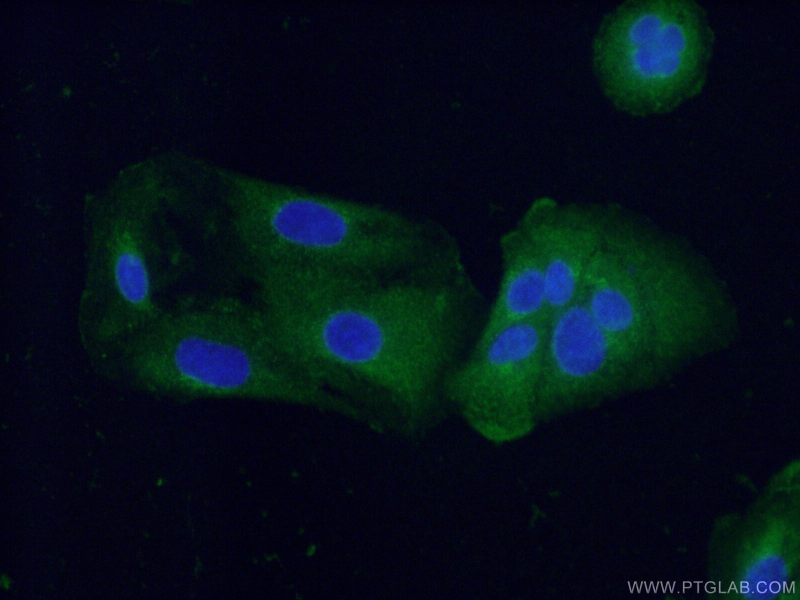 Immunofluorescence (IF) / fluorescent staining of A549 cells using Fibulin 5 Monoclonal antibody (60081-1-Ig)