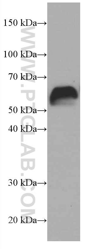 Western Blot (WB) analysis of pig heart tissue using Fibulin 5 Monoclonal antibody (60081-1-Ig)