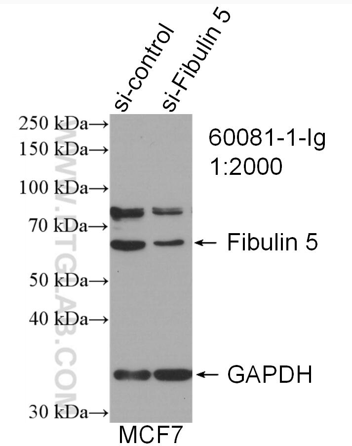 Western Blot (WB) analysis of MCF-7 cells using Fibulin 5 Monoclonal antibody (60081-1-Ig)