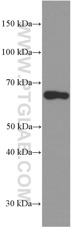 Western Blot (WB) analysis of MCF-7 cells using Fibulin 5 Monoclonal antibody (60081-1-Ig)
