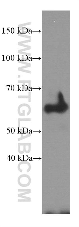 Western Blot (WB) analysis of rat heart tissue using Fibulin 5 Monoclonal antibody (60081-1-Ig)