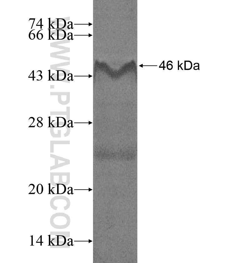 FBLN5 fusion protein Ag17091 SDS-PAGE