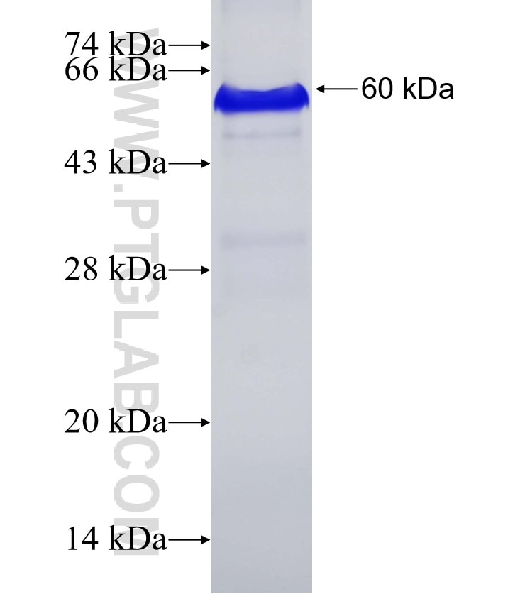 FBLN5 fusion protein Ag2859 SDS-PAGE