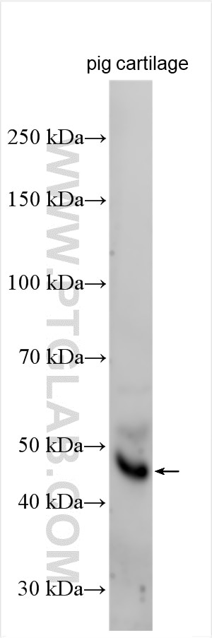 Western Blot (WB) analysis of pig cartilage tissue using Fibulin-7 Polyclonal antibody (21136-1-AP)