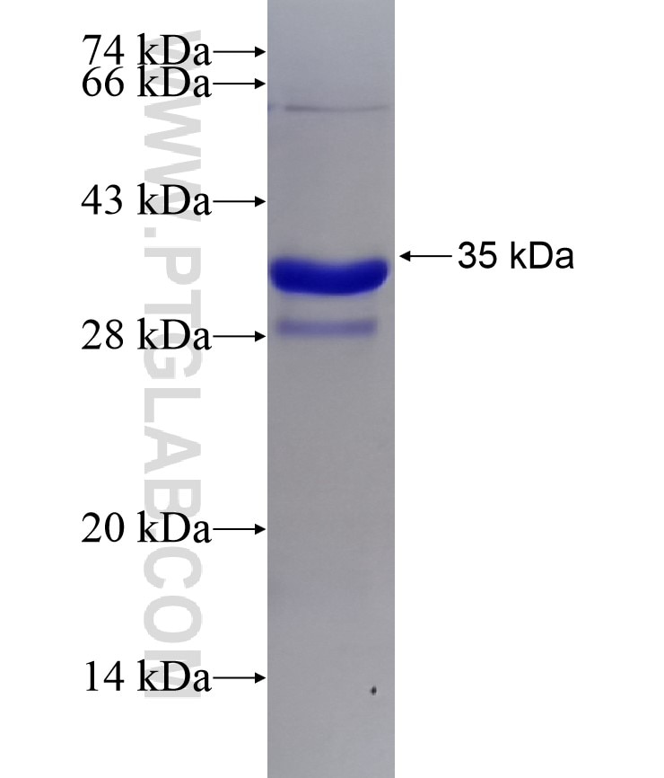 FBN1 fusion protein Ag25342 SDS-PAGE