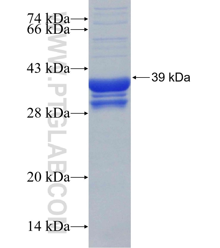 FBN1 fusion protein Ag30283 SDS-PAGE