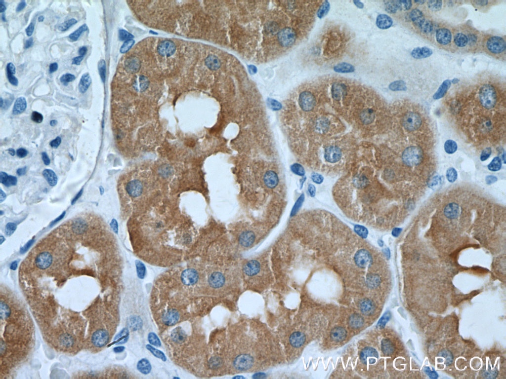 Immunohistochemistry (IHC) staining of human kidney tissue using FBP1 Polyclonal antibody (12842-1-AP)