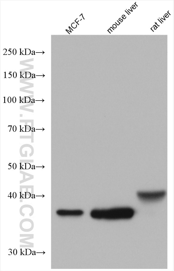 Western Blot (WB) analysis of various lysates using FBP1 Polyclonal antibody (12842-1-AP)