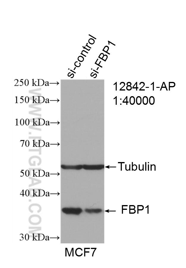 Western Blot (WB) analysis of MCF-7 cells using FBP1 Polyclonal antibody (12842-1-AP)