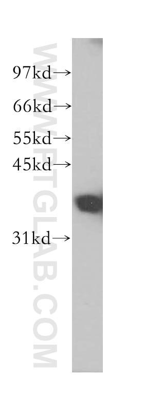 Western Blot (WB) analysis of human liver tissue using FBP1 Polyclonal antibody (12842-1-AP)