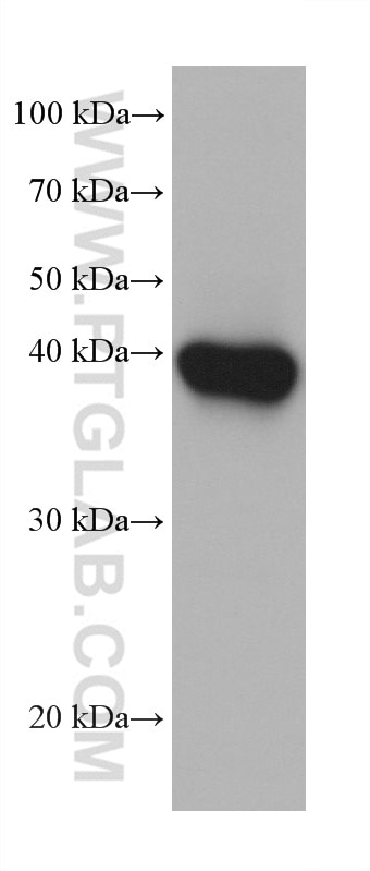 Western Blot (WB) analysis of MCF-7 cells using FBP1 Monoclonal antibody (68446-1-Ig)