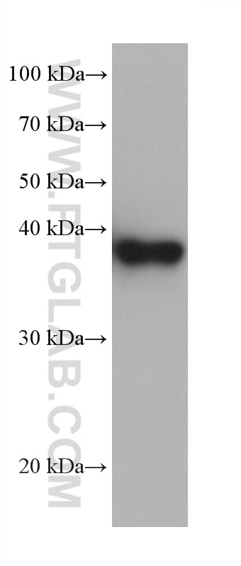Western Blot (WB) analysis of T-47D cells using FBP1 Monoclonal antibody (68446-1-Ig)