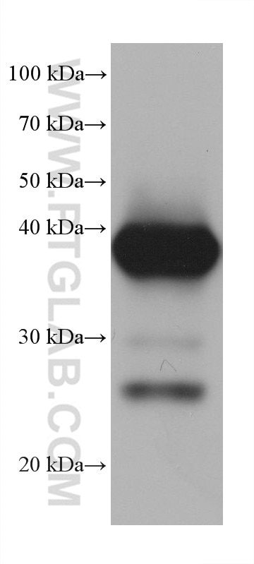 Western Blot (WB) analysis of pig liver tissue using FBP1 Monoclonal antibody (68446-1-Ig)