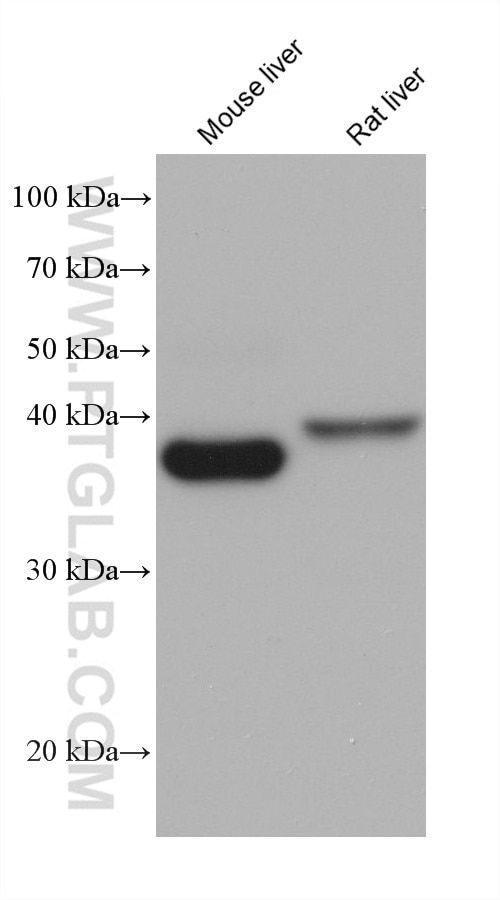 Western Blot (WB) analysis of various lysates using FBP1 Monoclonal antibody (68446-1-Ig)