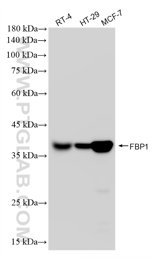 WB analysis using 87898-1-RR Western Blot (WB) analysis of various lysates using FBP1 Recombinant monoclonal antibody (87898-1-RR)
