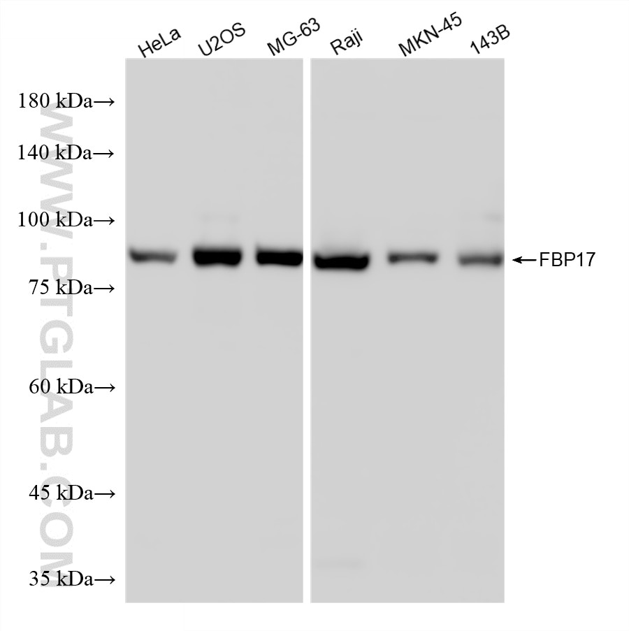Western Blot (WB) analysis of various lysates using FBP17 Recombinant monoclonal antibody (86852-2-RR)