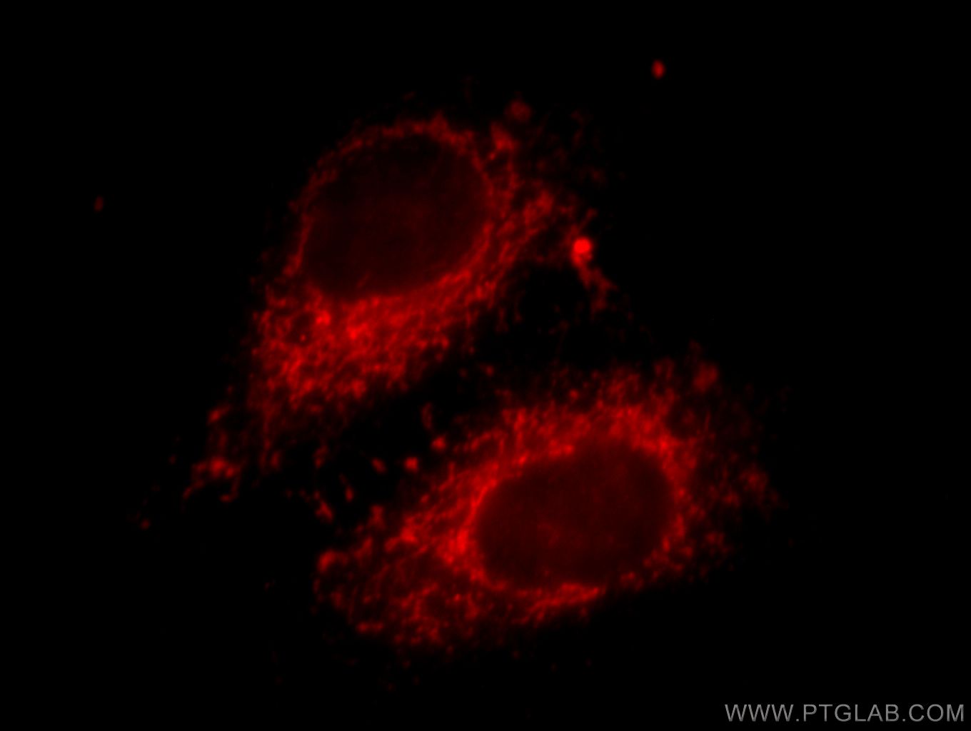 Immunofluorescence (IF) / fluorescent staining of HepG2 cells using fibrosin Polyclonal antibody (11356-1-AP)