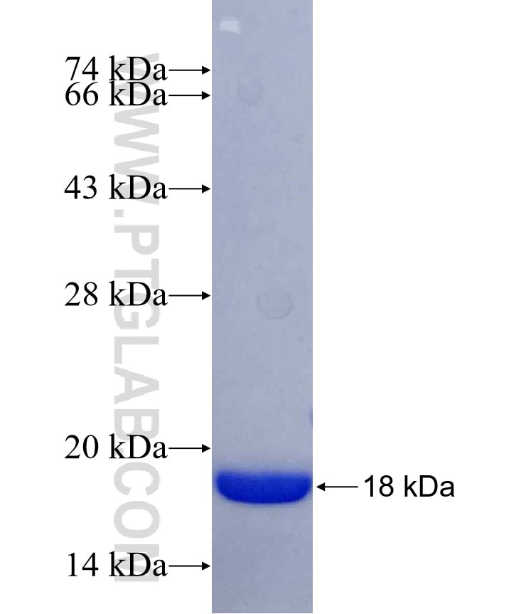 FBRS fusion protein Ag30051 SDS-PAGE