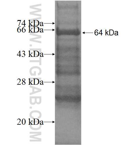 FBX4 fusion protein Ag4829 SDS-PAGE
