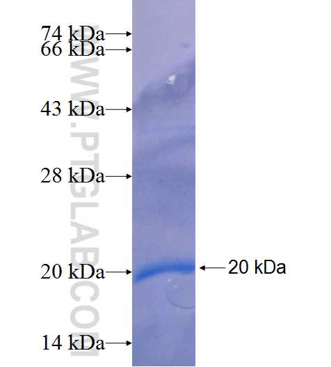FBXL12 fusion protein Ag25345 SDS-PAGE
