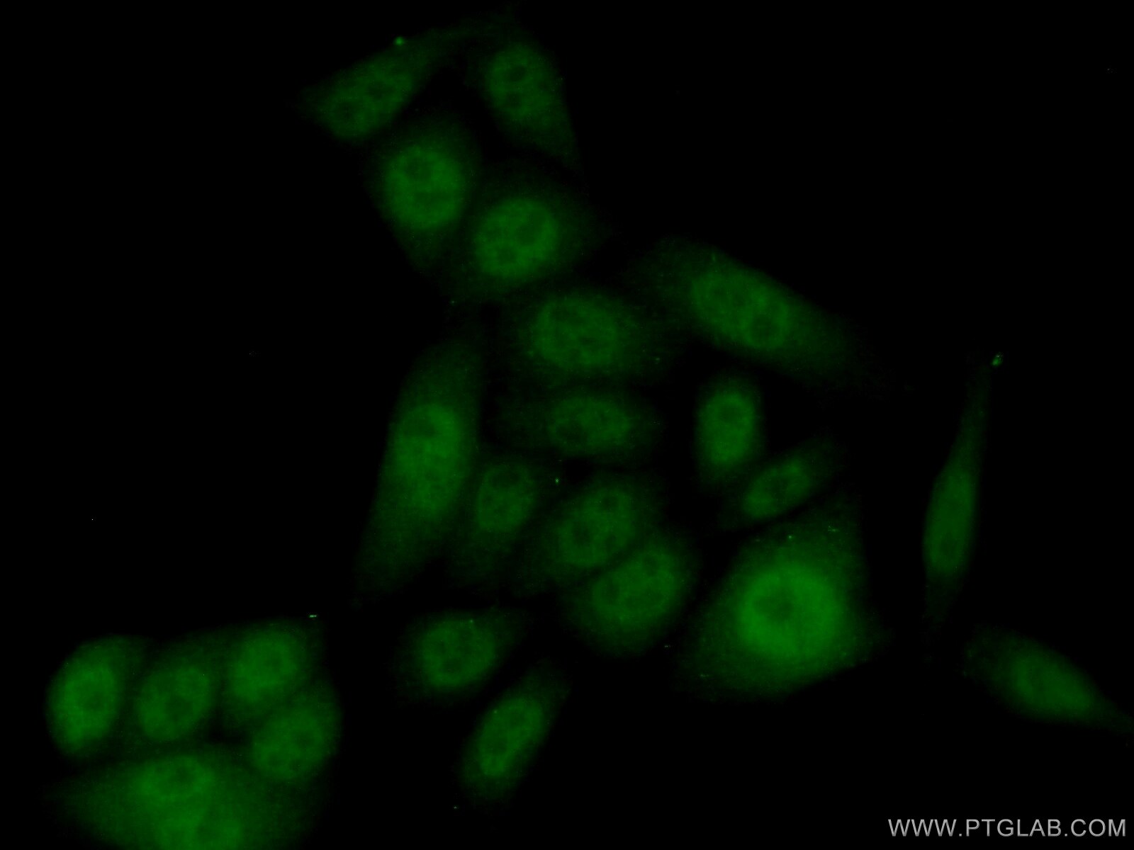 Immunofluorescence (IF) / fluorescent staining of HeLa cells using FBXL13 Polyclonal antibody (17139-1-AP)