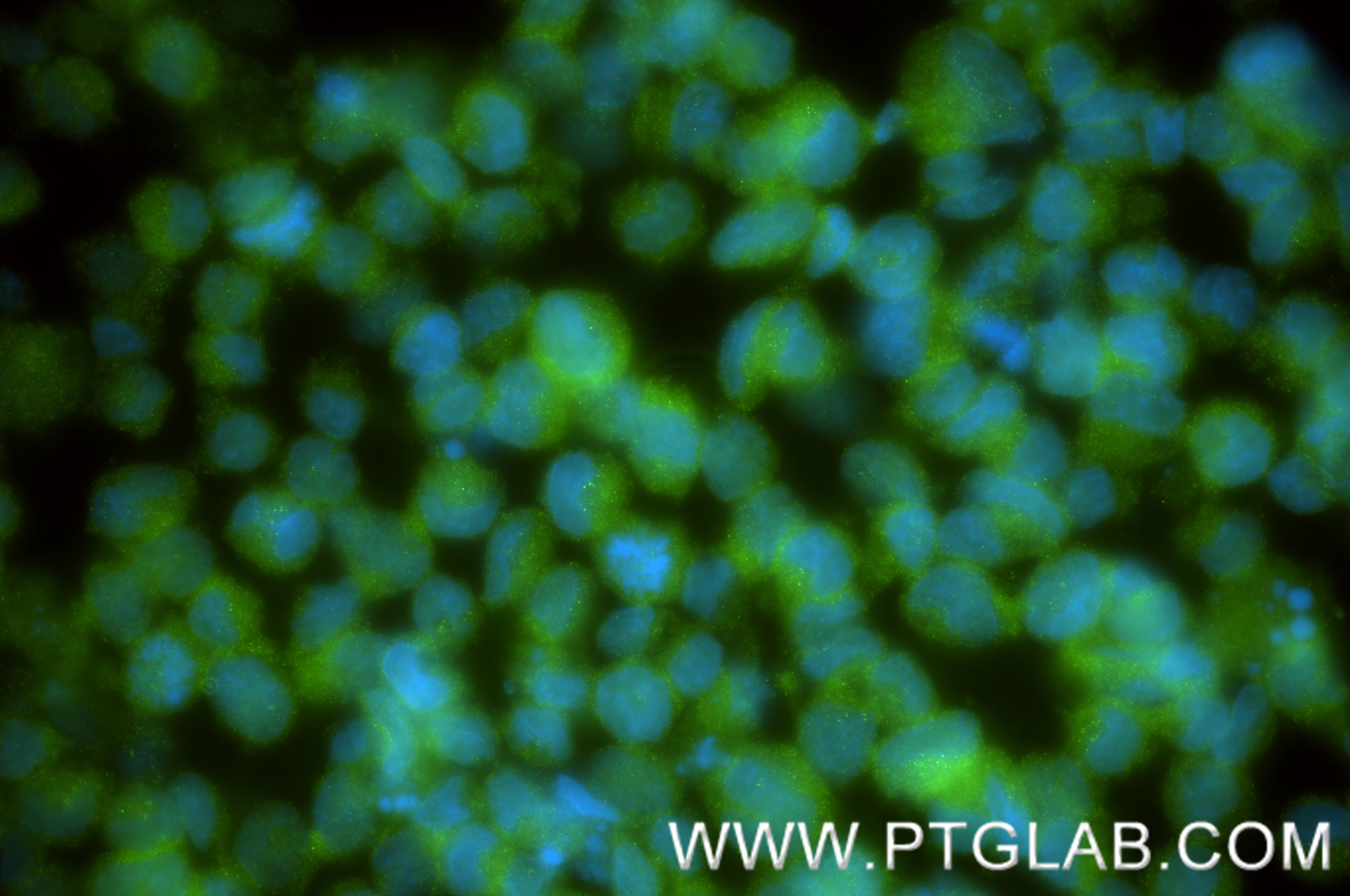 IF Staining of K-562 using 86857-1-RR (same clone as 86857-1-PBS) Immunofluorescence (IF) / fluorescent staining of K-562 cells using FBXL13 Recombinant monoclonal antibody (86857-1-RR)