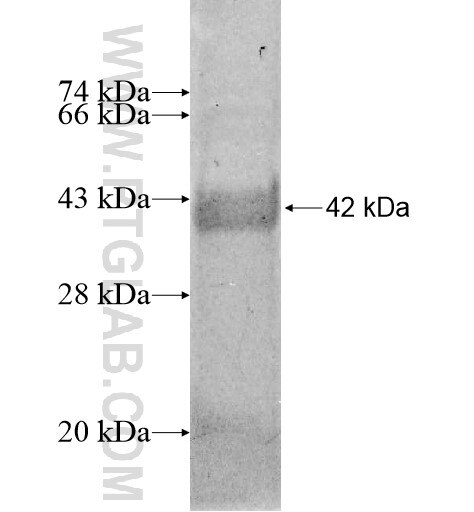 FBXL13 fusion protein Ag10858 SDS-PAGE