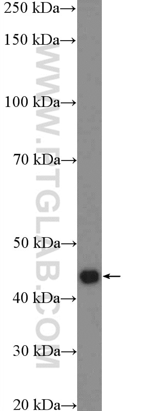 Western Blot (WB) analysis of HepG2 cells using FBXL14 Polyclonal antibody (13934-1-AP)