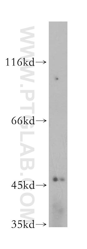 WB analysis of HepG2 using 13934-1-AP