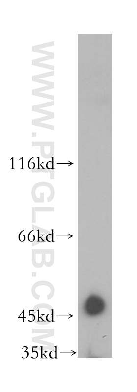 Western Blot (WB) analysis of HepG2 cells using FBXL14 Polyclonal antibody (13934-1-AP)