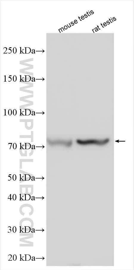 WB analysis using 24476-1-AP Western Blot (WB) analysis of various lysates using FBXL17 Polyclonal antibody (24476-1-AP)