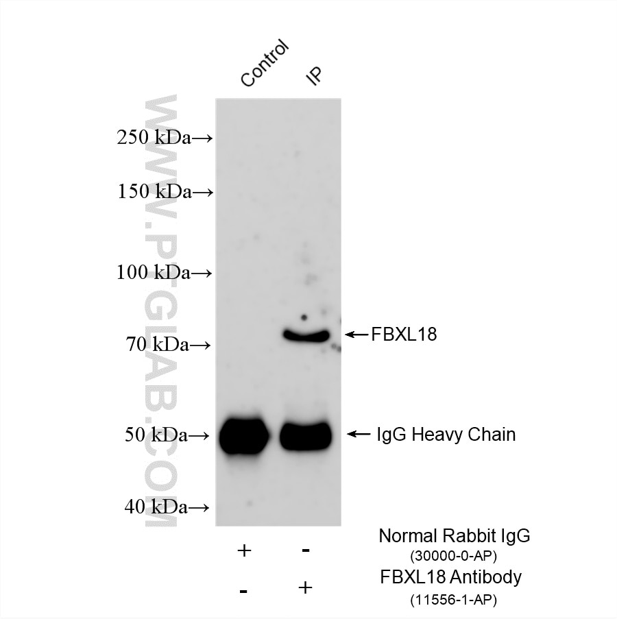 Immunoprecipitation (IP) experiment of U-118 MG cells using FBXL18 Polyclonal antibody (11556-1-AP)