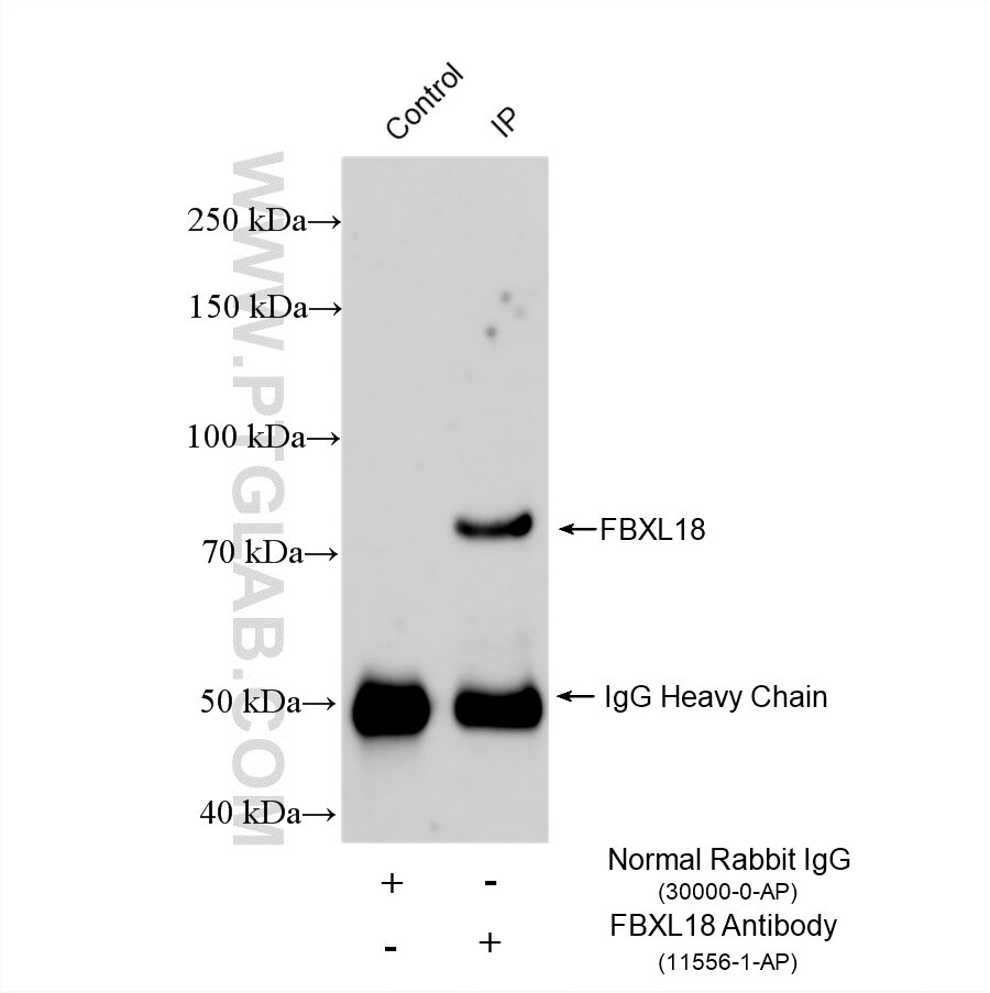 Immunoprecipitation (IP) experiment of U-251 cells using FBXL18 Polyclonal antibody (11556-1-AP)