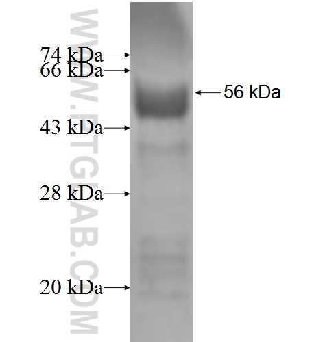 FBXL18 fusion protein Ag2112 SDS-PAGE