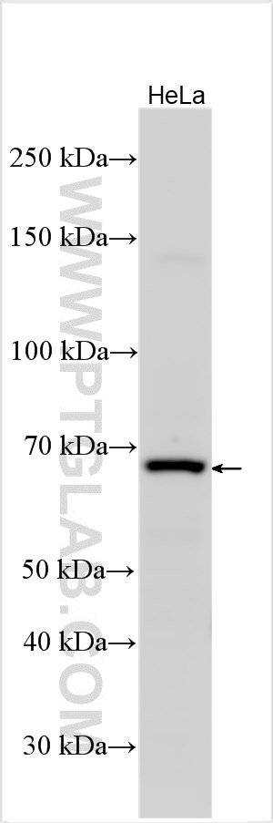 Western Blot (WB) analysis of various lysates using FBXL19 Polyclonal antibody (23624-1-AP)
