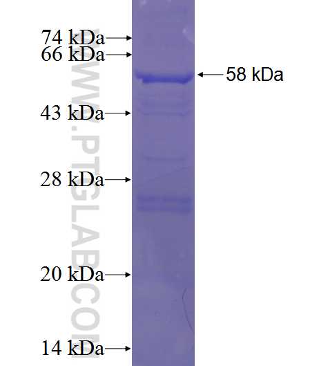 FBXL2 fusion protein Ag4013 SDS-PAGE