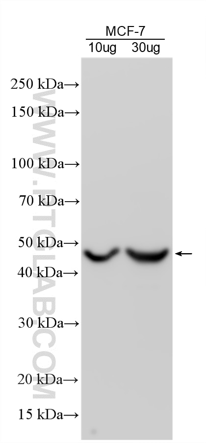 Western Blot (WB) analysis of various lysates using FBXL20 Polyclonal antibody (20949-1-AP)