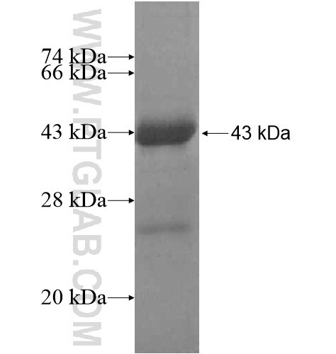 FBXL20 fusion protein Ag15071 SDS-PAGE