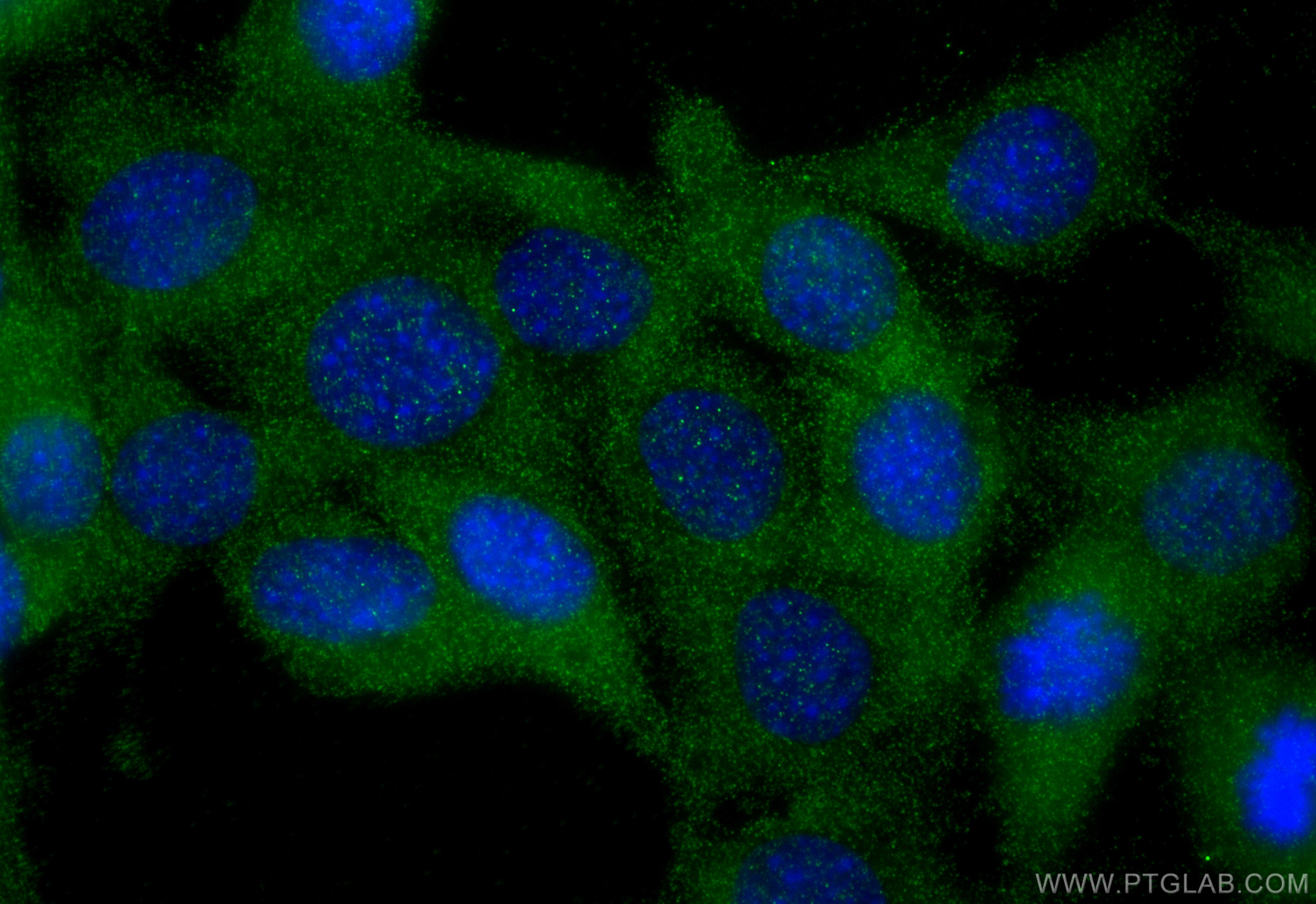 Immunofluorescence (IF) / fluorescent staining of C2C12 cells using FBXL21 Polyclonal antibody (21437-1-AP)