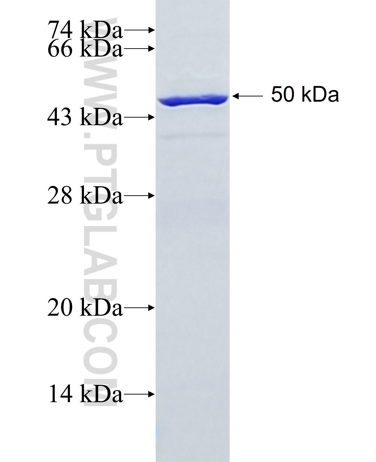 FBXL21 fusion protein Ag16049 SDS-PAGE