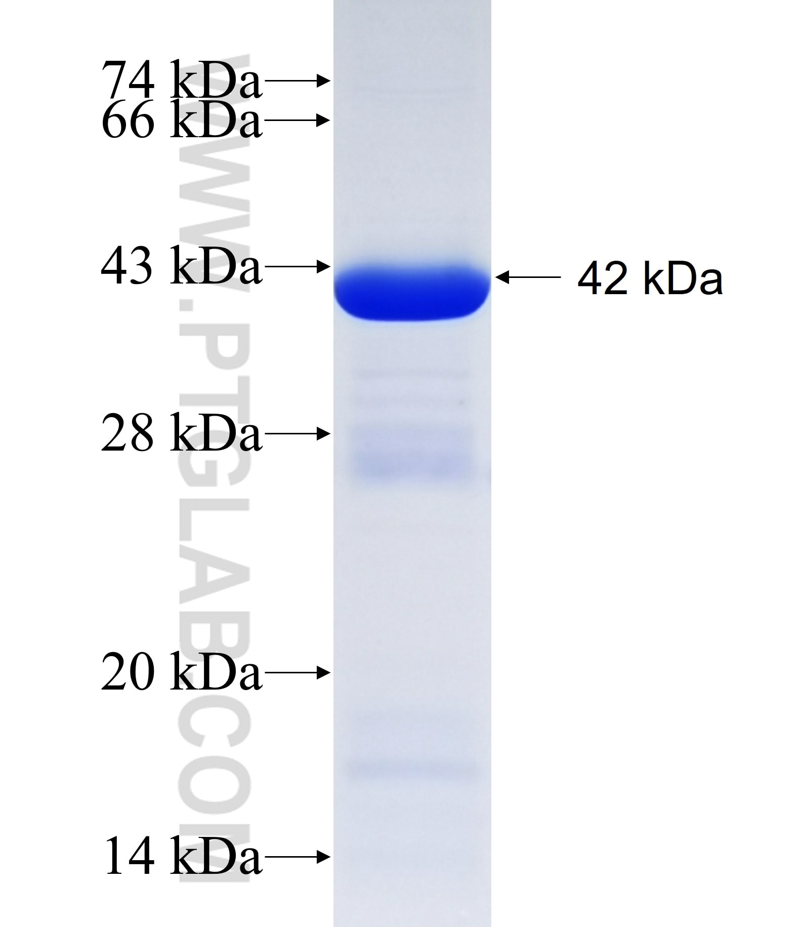 FBXL4 fusion protein Ag28326 SDS-PAGE FBXL4 fusion protein Ag28326 SDS-PAGE