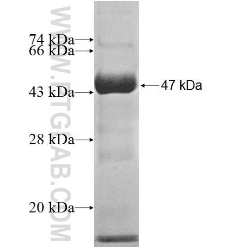 FBXL8 fusion protein Ag9685 SDS-PAGE