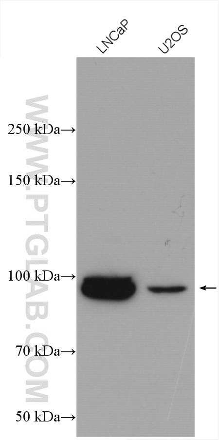 Western Blot (WB) analysis of various lysates using FBXO11 Polyclonal antibody (27610-1-AP)