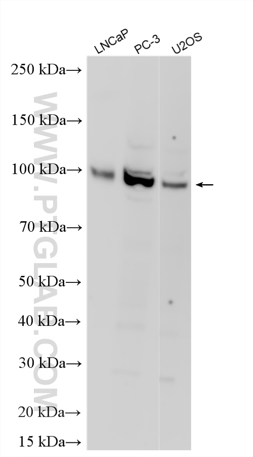 Western Blot (WB) analysis of various lysates using FBXO11 Polyclonal antibody (27610-1-AP)