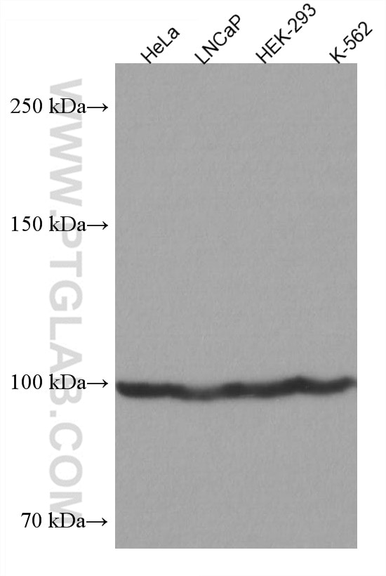 Western Blot (WB) analysis of various lysates using FBXO11 Monoclonal antibody (67365-1-Ig)