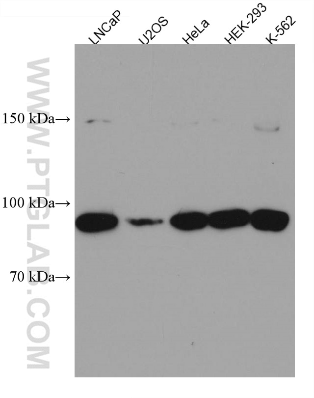 Western Blot (WB) analysis of various lysates using FBXO11 Monoclonal antibody (67365-1-Ig)