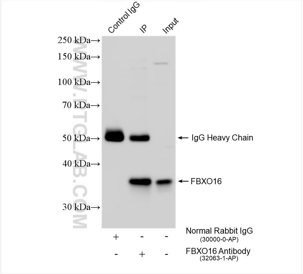 Immunoprecipitation (IP) experiment of T-47D cells using FBXO16 Polyclonal antibody (32063-1-AP)