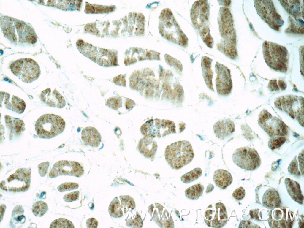 IHC staining of human heart using 12844-1-AP