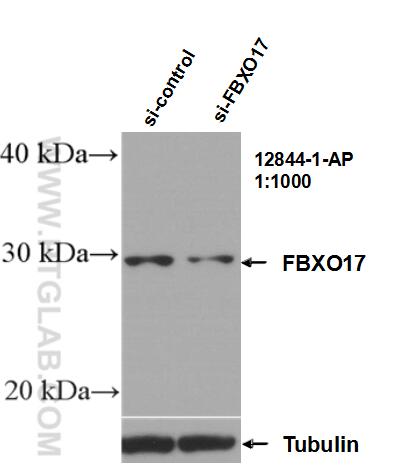 Western Blot (WB) analysis of HepG2 cells using FBXO17 Polyclonal antibody (12844-1-AP)