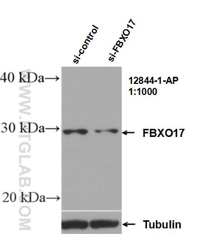 WB analysis of HepG2 using 12844-1-AP